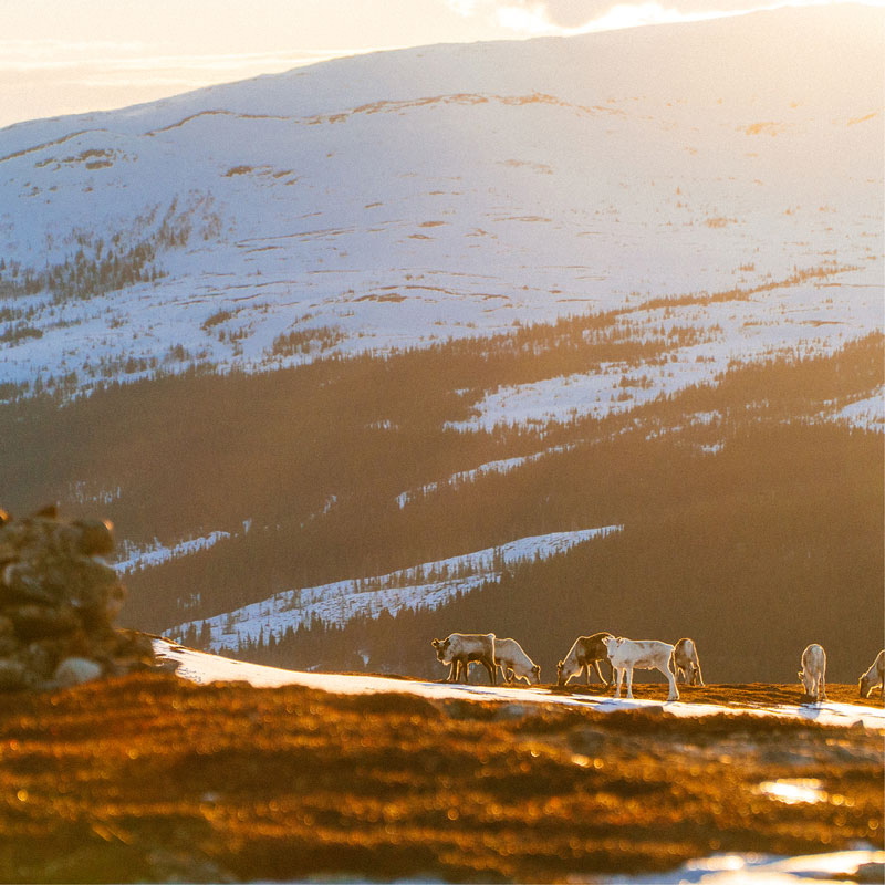 Reindeer grazing on a snow-covered mountain plateau under a low sun, with a calm Arctic landscape in the background.